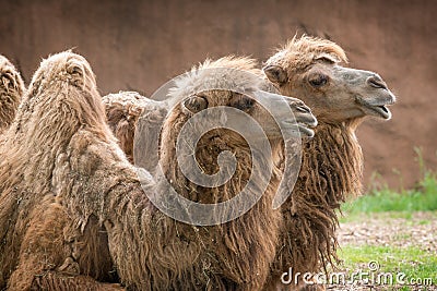 Two Bactrian Camels Stock Photo