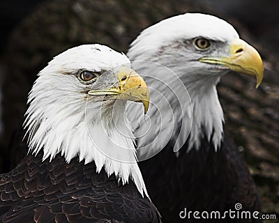 Two Bald Eagles Stock Photo