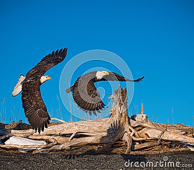 Bald eagles flying, Kenai Peninsula, Alaska Stock Photo