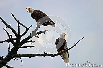 Two Bald Eagles On A Tree Stock Photo