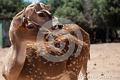 Two Bambi facing the same direction at the zoo Stock Photo