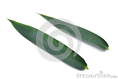 Two bamboo leaves isolated on white Stock Photo