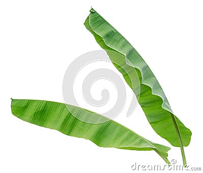 Two banana leaf isolated on white background, Stock Photo