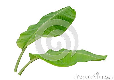 Two banana leaf isolated on white background Stock Photo