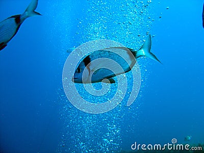 Two Banded Bream Stock Photo