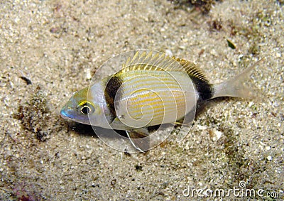 Two-banded bream Stock Photo