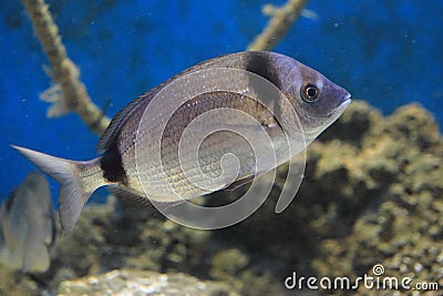 Two-banded bream Stock Photo