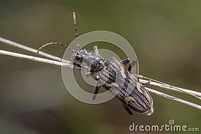 Two-banded longhorn beetle (Rhagium bifasciatum) Stock Photo