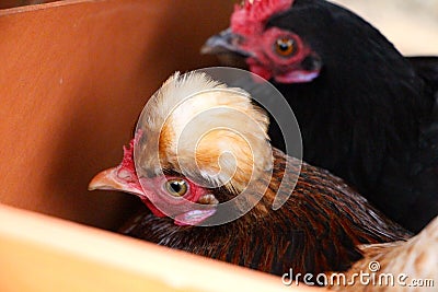 Two bantam chickens Stock Photo