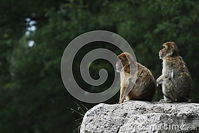 Two Barbary Macaques Stock Photo