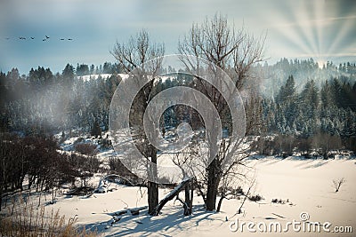 Two Bare Trees at the Forest`s Edge Stock Photo