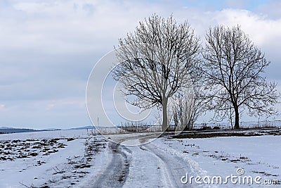 Two bare trees growing in the bend of a winter path in a snowy landscape in the Highlands Stock Photo