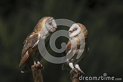 Two barn owls on a branch Stock Photo