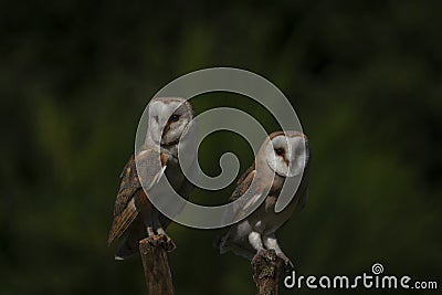 Two Barn owls Tyto alba on a branch. Dark green background. Noord Brabant in the Netherlands. Stock Photo