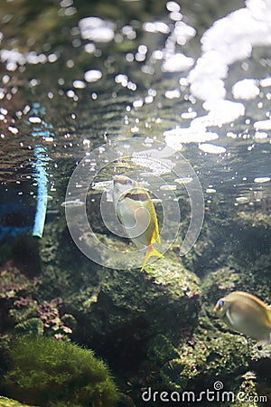 Two Barred Rabbitfish Stock Photo