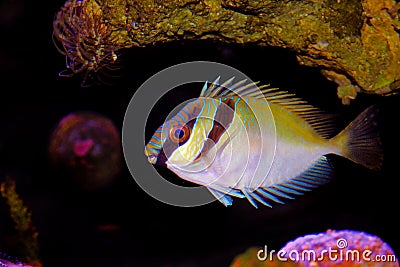 Two Barred Rabbitfish - Siganus virgatus Stock Photo