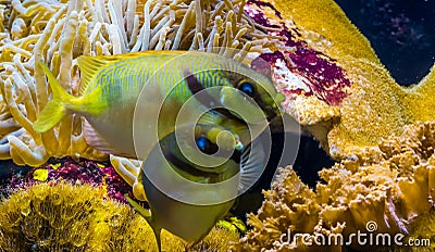 Two barred spinefoot fishes together, blue lined rabbit fish, tropical animal specie from the pacific ocean Stock Photo