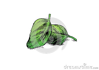 Two basil leaves Vector Illustration