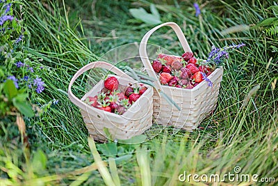 Two baskets full of strawberries. Pick your own farm. Stock Photo