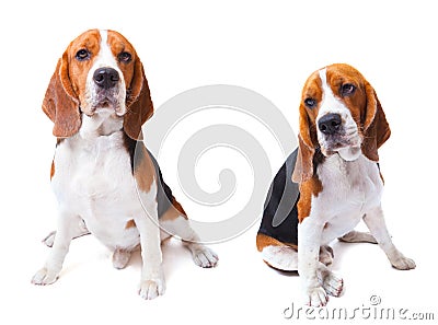 Two beagle dogs sitting on white background use for animals and Stock Photo