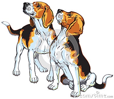 Two beagles Vector Illustration