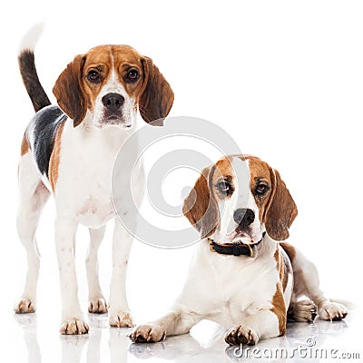 Two beagles Stock Photo