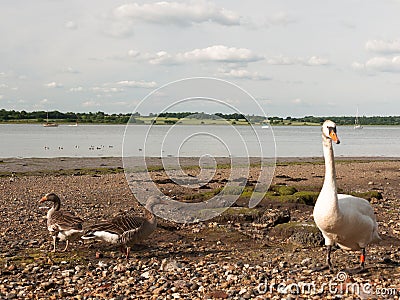 Two bean geese and a mute swan on the beach shore look at camera Stock Photo