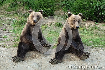 two bear sits in a clearing in fores Stock Photo