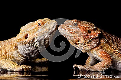 Two bearded agama lizards Stock Photo