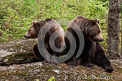 Two bears Stock Photo