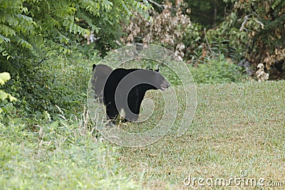 Two Bears in Cades Cove, GSMNP Stock Photo