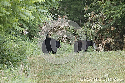 Two Bears in Cades Cove, GSMNP Stock Photo