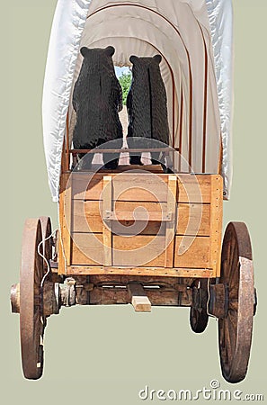 Two bears ride and drive a replica of a covered wagon as seen from behind isolated. Stock Photo