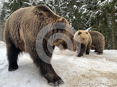 Two bears in the snow in the forest. Brown bears play together. Rehabilitation center for brown bears. Park Stock Photo