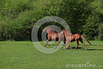 Two beautiful adult brown horses running on a green grass field Stock Photo