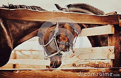 Two beautiful bay horses communicate through a fence on the farm. Love. Horse care. Agricultural industry Stock Photo