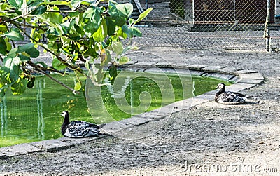 Two beautiful black white ducks sitting at a pond forest landscape Stock Photo