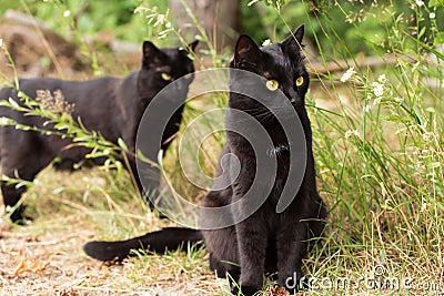 Two Beautiful bombay black cats in green grass in nature outdoors Stock Photo