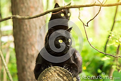 Two beautiful bombay black cats sits on a log in forest. Outdoor, nature Stock Photo