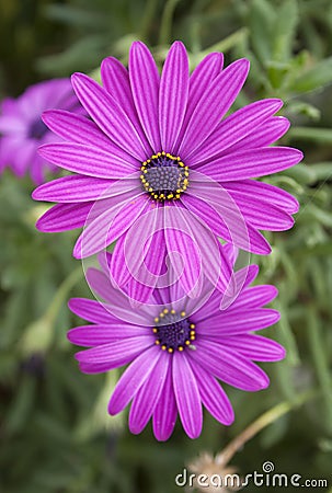 Two beautiful bright purple daisy flowers on green Stock Photo
