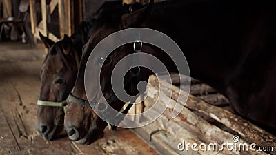 Two beautiful brown stallions chew hay, play in the stall, neigh and snort. Stock Photo
