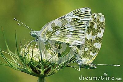 Two butterflies of the Pieridae family Stock Photo