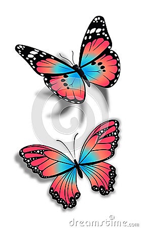 Two beautiful butterfly Stock Photo