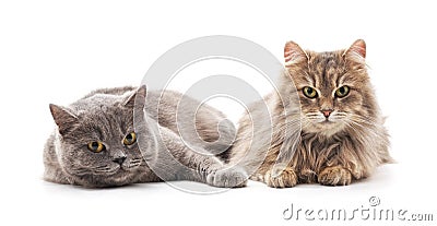 Two beautiful cats. Stock Photo