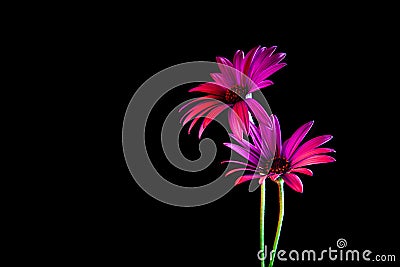 Two daisies glowing vividly in the dark. Stock Photo