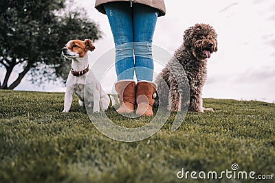 Two beautiful doggy friends are in the meadow with their owner. They are sitting very still while they are looking at something in Stock Photo