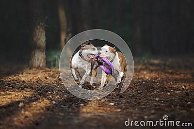 Two beautiful dogs play together and carry the toy to the owner Stock Photo