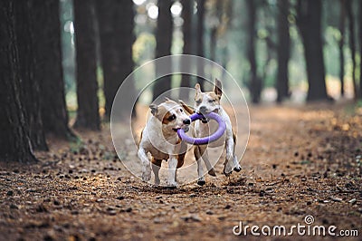 Two beautiful dogs play together and carry the toy to the owner. Aport performed by the American Staffordshire Terriers. Stock Photo