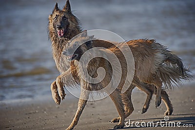 Two beautiful dogs are playing on a beach Stock Photo