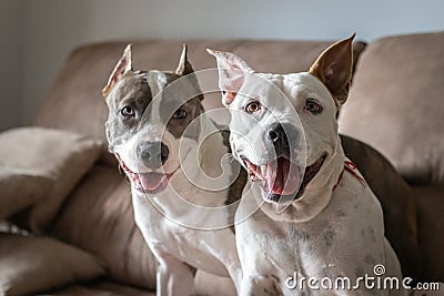 Two beautiful dogs sitting on the sofa smiling Stock Photo